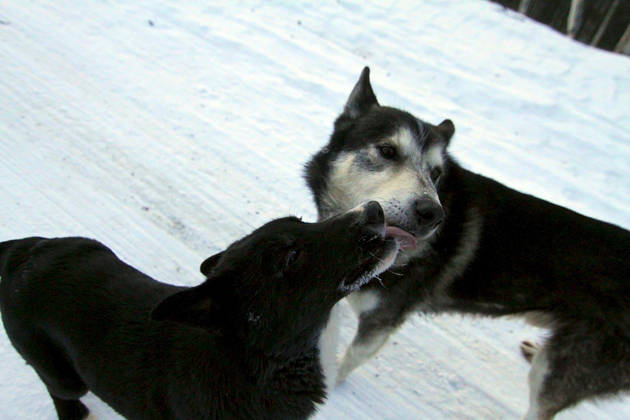 Dozer gives dad (Silver) kisses - January 2013