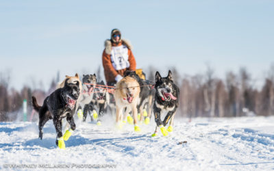 Wild and Free placed 3rd in 2021 Iditarod!
